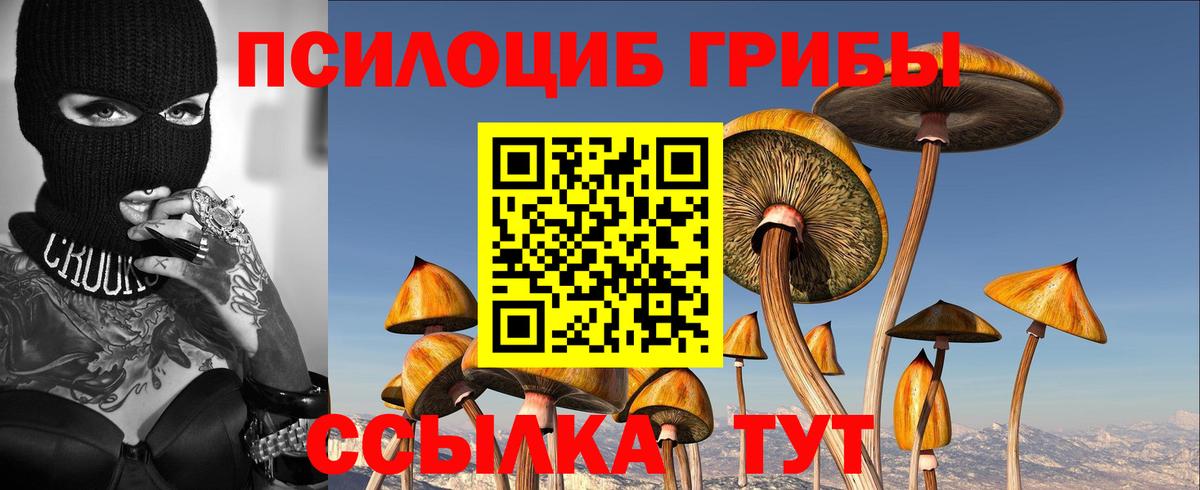 Псилоцибиновые грибы Psilocybe Апшеронск